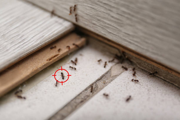 Best Flea Control Services  in Scottville, MI