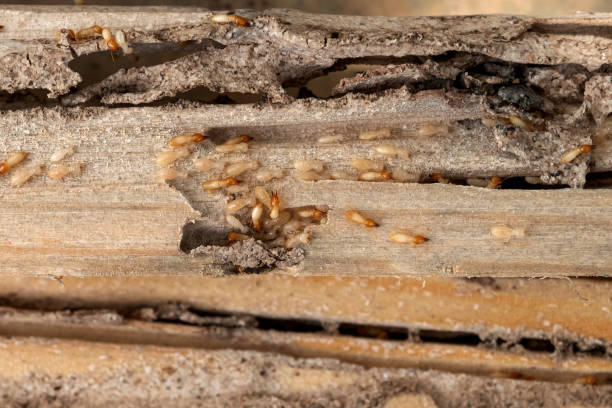 Best Emergency Pest Control  in Scottville, MI