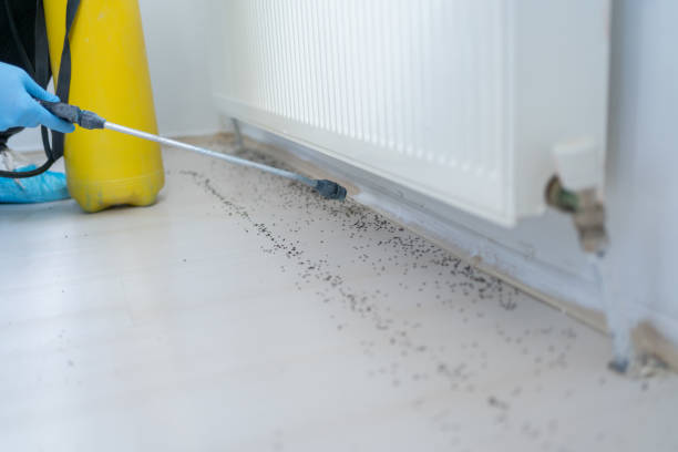 Best Rat Extermination Near Me  in Scottville, MI